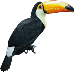 Popular Ht Png Tucan