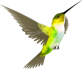Hummingbird Png Clipart - Hummingbird Png