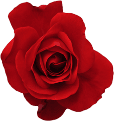 Red Flower Crown Transparent Forever U0026 A - Rose Tumblr Blooming Roses Transparent Background Png