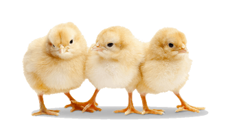 Baby Chicken Transparent - Free PNG