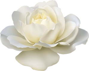 White Rose Png Picture Roses