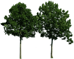 Tree Png Image Download Picture