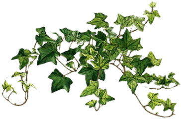 Ivy - Transparent Ivy Png