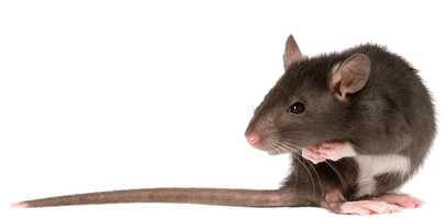 Rat Png