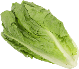 Lettuce Romaine - Fresh Png