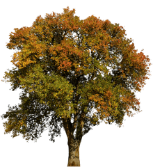 Tree Autumn Leaves Aesthetic Colorful Tribetree - Aesthetic Autumn Png