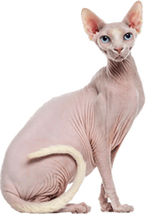 Hairless Sticker - Hairless Cat Transparent Cartoon Jingfm Hairless Cat Cartoon Png