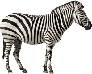 Download Hd Free Png Zebra Desktop Images - Zebras With White Background