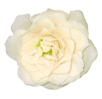 White Rose Png Image Flower White Rose Png Picture