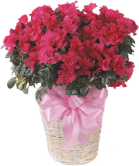 Azalea Flower Delivery Little Rock - Begonia Semperflorens Double Red Png