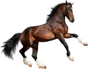 Download Free Png Caballo - 4 Pics 1 Word 2049