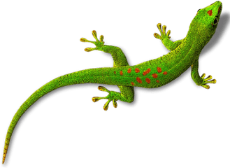 Download - Transparent Background Lizard Clipart Png