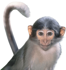 Download Monkey Png Image For Free - Png Monkey Face