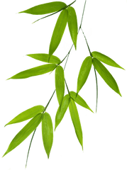 Bamboo Leaf Png - Bamboo Leaves Vector Png Full Size Png Bamboo Leaf Free Png