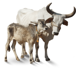 Png Clipart - Indian Cow Images Png