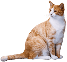 Ginger Cat Transparent Png - Transparent Transparent Background Cat Png