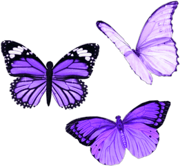 Png Purple Butterfly Aesthetic - Purple Butterfly Tattoo Designs