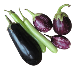 Brinjal Eggplant Png Image Transparent