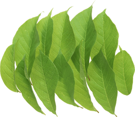 Green Leaves - Portable Network Graphics Png