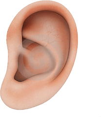 Human Ear Structure Png Download - Human Ear Transparent Background