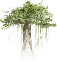 Background Free Mob Pc The Trees In Forest Png