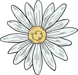 Clipart - Daisy Clipart Png