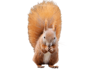 Squirrel Png Image - Eurasian Red Squirrel