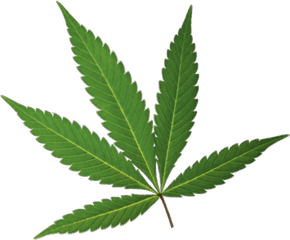 Cannabis Leaf - Greenline Pos Marijuana Leaf Png