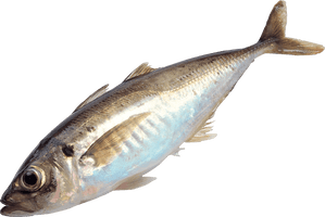 Fish Png Image