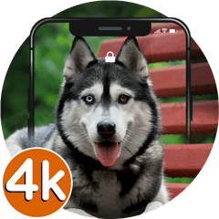 Husky Wallpapers Hd 4k Pup Backgrounds - Best Dog Husky Png