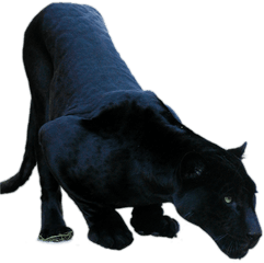 Black Jaguar Png 2 Image - Black Jaguar Animal Png