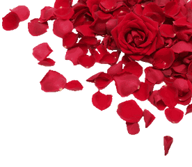 Download Roses Petals - Red Rose Rose Petals Png