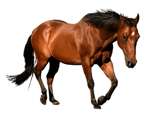Caballo Png 4 Image - Horses Transparent