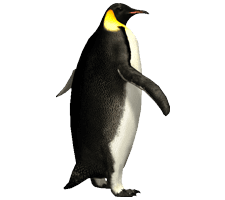 Imperator Penguin Png Image