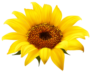 Download Sunflower Png Clipart - Sunflower Png