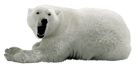 Polar Bear Png - Png