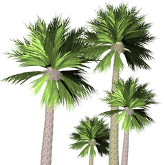 Palm Trees Transparent Nature - Transparent Palm Trees Png