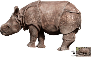 Png Transparent Rhinoceros - Javan Rhino Png