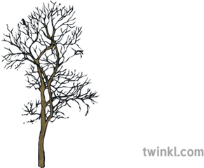 Dead Winter Autumn Tree Silhouette Ks2 Illustration - Twinkl Pond Pine Png