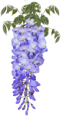 Wisteria Flower Purple - Glicine Png