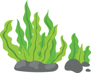 Cartoon Transparent Png Clipart - Transparent Background Seaweed Clipart