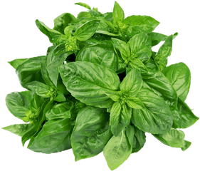 Sweet Basil Png 2 Image - Basil Leaves