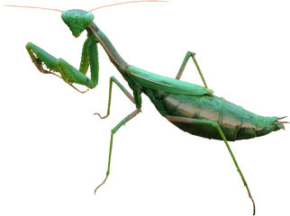 Mantis Png Free Image - Mantis Png