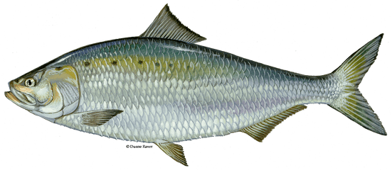 Fish Kill In Porter County Likely Due To Natural Causes - American Shad Fish Png