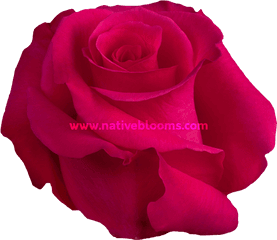 Hot Lady Roses Wholesale Ecuadorian Native Blooms - Floribunda Png