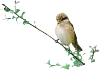 Birds Png Photo Transparent - Sandmartin Png