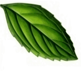 Leaf Mint Plant - Mint Leaf Clipart Png