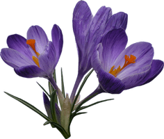 Crocus Png File