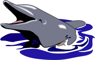 Dolphin - Dolphin Mouth Open Clipart Png