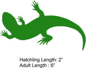 Lizard Clipart Geico - Yellow Spotted Lizard Holes Png